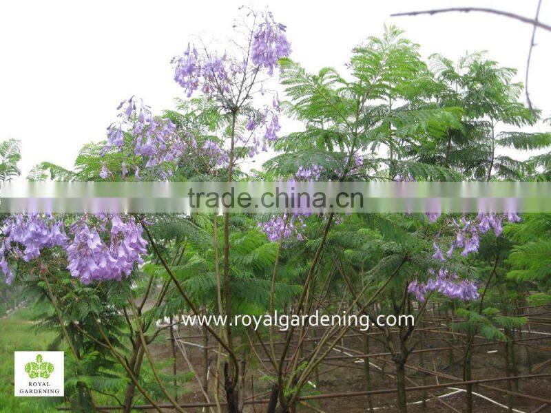 Jacaranda acutifolia