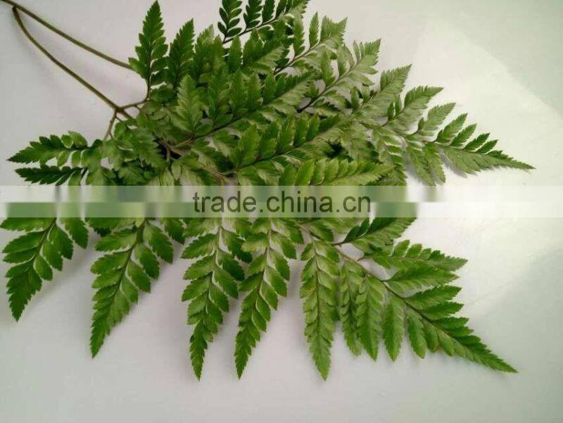 Best Selling Decorative Cut Leaf Learth Fern For Wedding Car Wholesale From YUNNAN