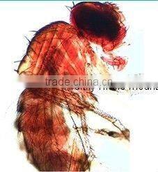 Sample Tulip pollen children miscroscopic slides