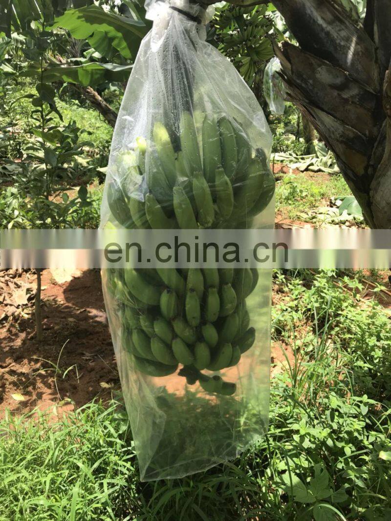 Fresh Cavendish Banana Vietnam cheap price