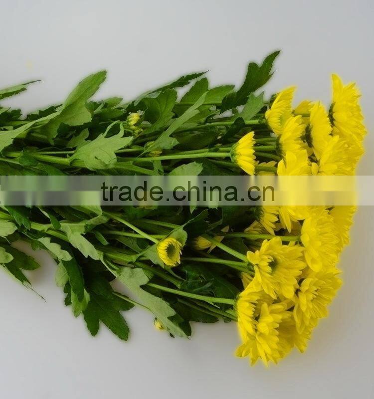 Natural hot selling decorative flower chrysanthemum