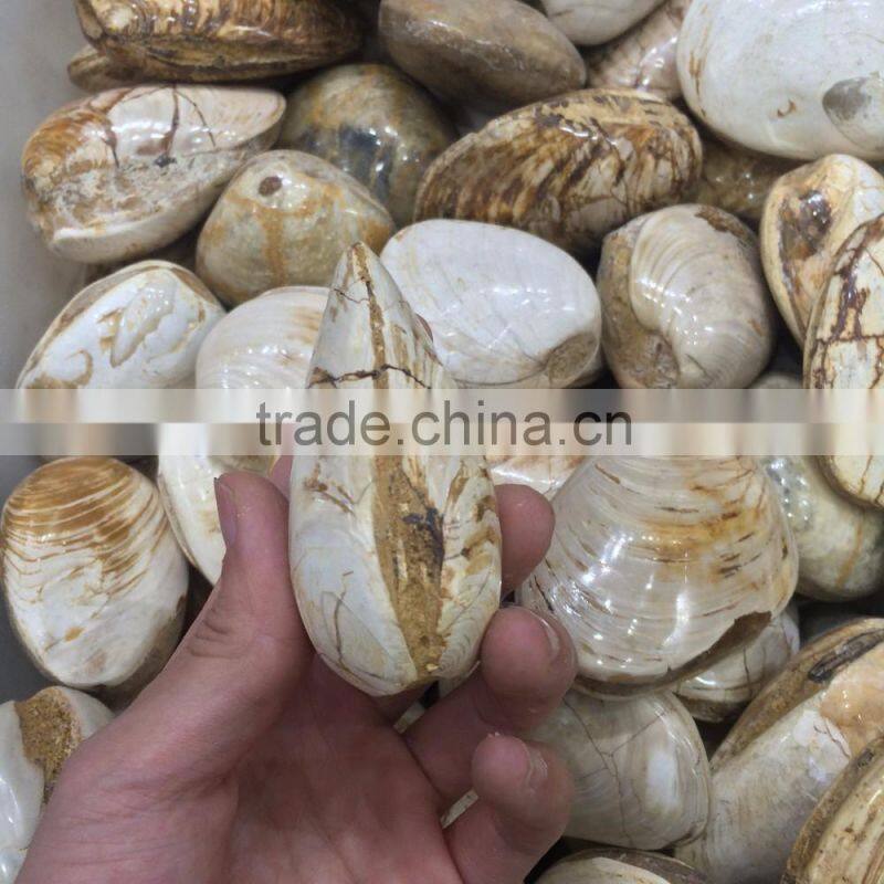 High Quality Conch Fossils Crystal Stone For Sale