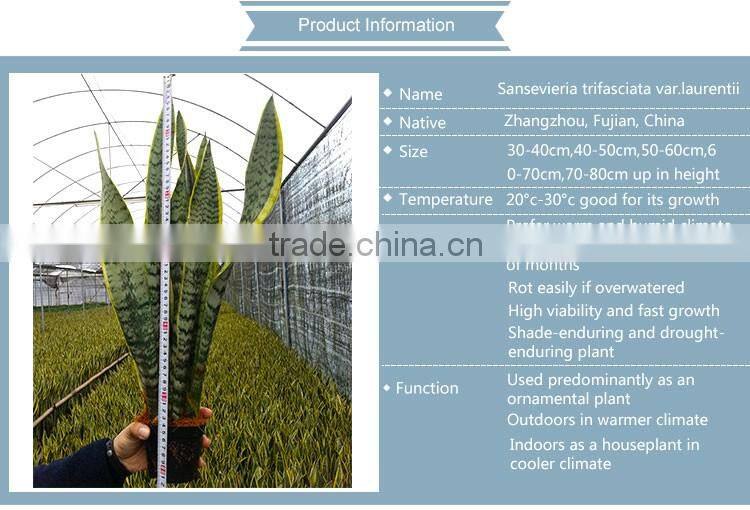 Bonsai sansevieria for living room make the air clean