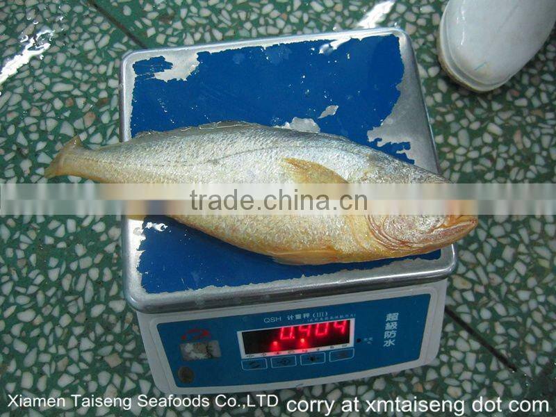 Fresh Freezer Pseudosciaena Polyactis Large Yellow Croaker