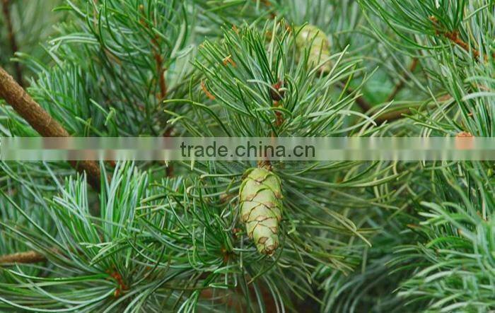 The decoration plant Pinus parviflora seedling