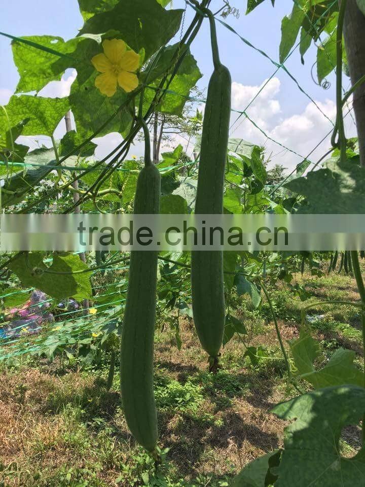 HAIRYALI F1 Hybrid Sponge Gourd Seeds