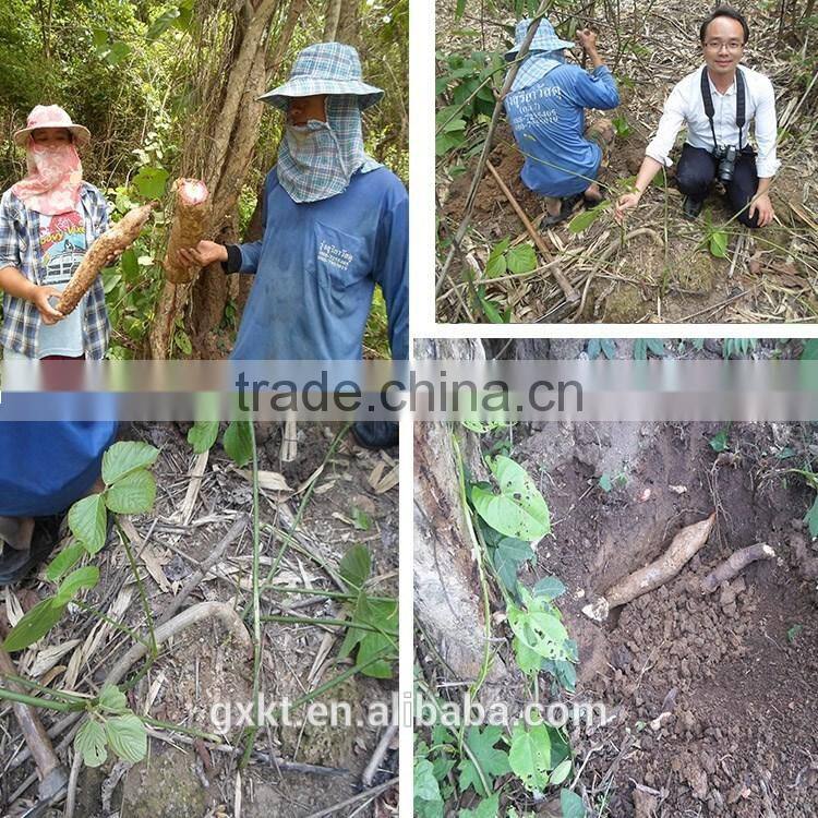 Thailand Butea Superba Slice for Herbal Supplements tea