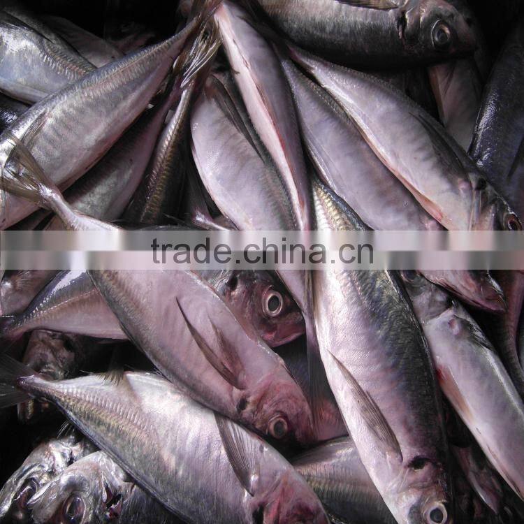 Canned fish horse mackerel japanese horse mackerel fish