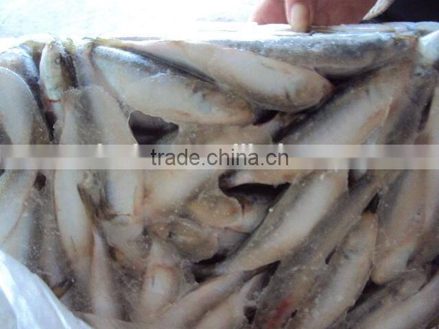 fresh frozen sardine for bait