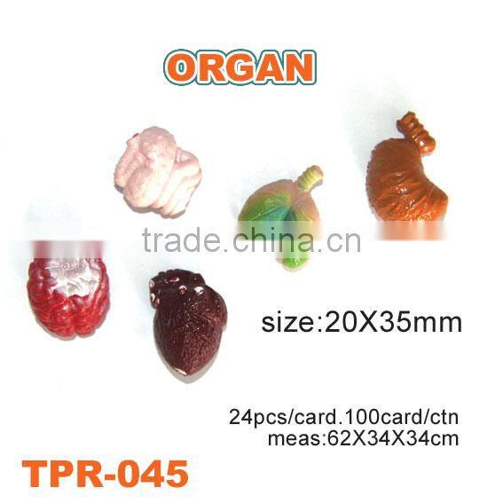 Crazy Soft Plastic Human Body Organs Toys