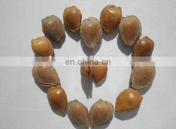 Best price fresh apricot shelling machine almond kernel shell separator machine almond processing machines