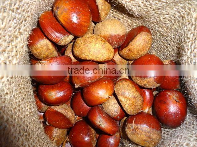 Chestnut Type and 10kg Gunnysack Packaging chestnut