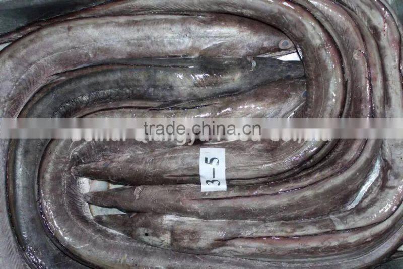 wholesale frozen seafood conger eel