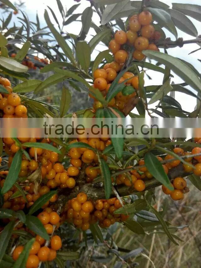 Herbal CO2 Supercritical Extract Seabuckthorn Oil Extract