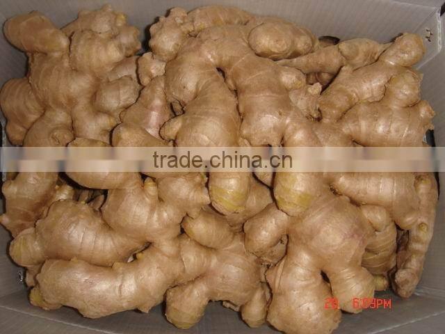 Chinese cheaper fresh ginger