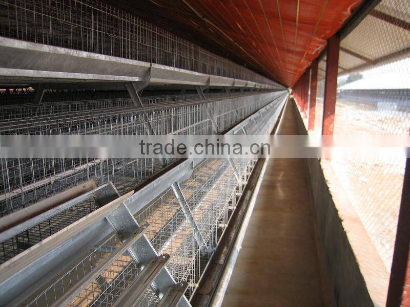 9WCD-3198 A-type Hot Galvanized Pullet Chicken Rearing Cage