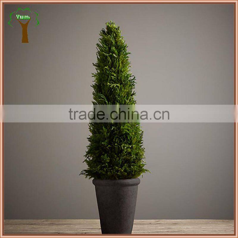 preserved cypress plant potted in black pot