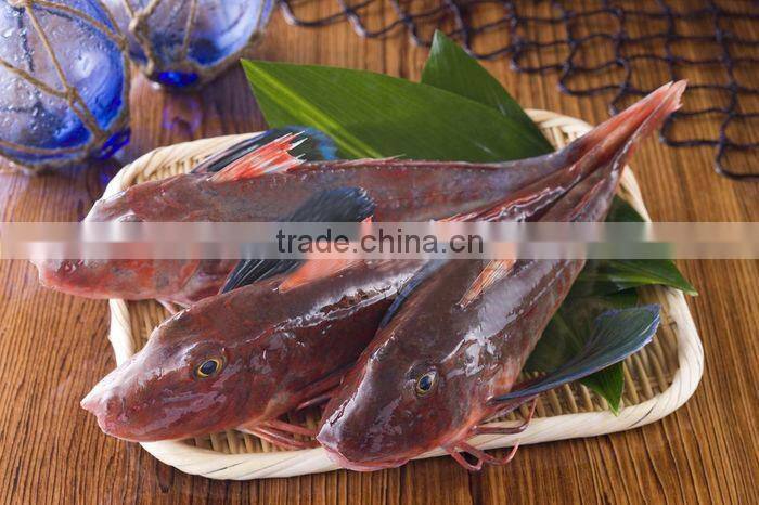 Frozen red gurnard fillets 60-100g Lepidotrigla microptera