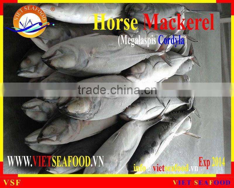 FROZEN W/R HORSE MACKEREL