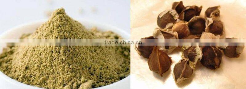Premier Quality Moringa Seed powder Bulk Producers