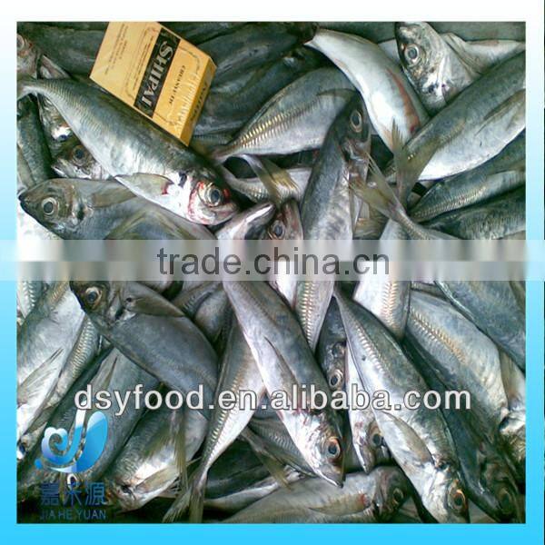 Frozen whole round pacific mackerel fish