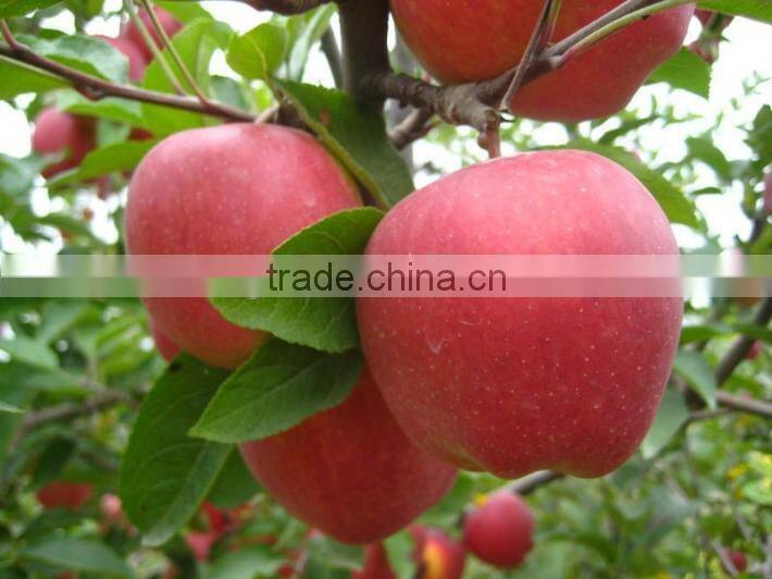 2015 new crop fresh red star apples fruit