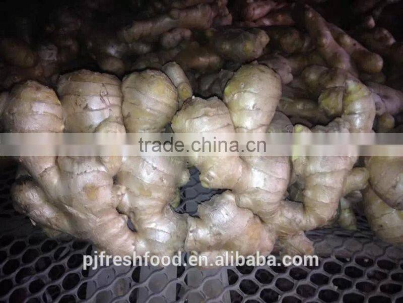 Old Ginger Variety and EXPORT Certification GINGER MATURED 9 MONTHS OLD