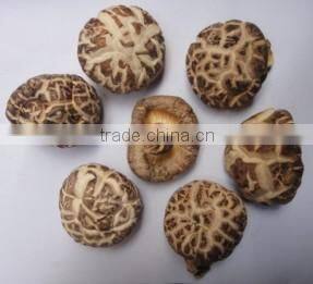 Good quality white flower shiitake mushroom