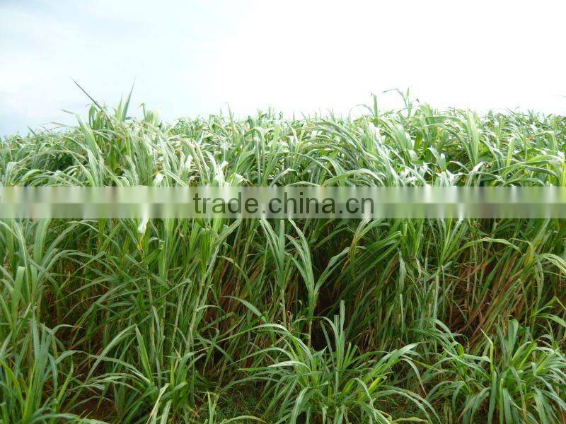 Perennial Tropical Forage Seeds Chinese Supplier