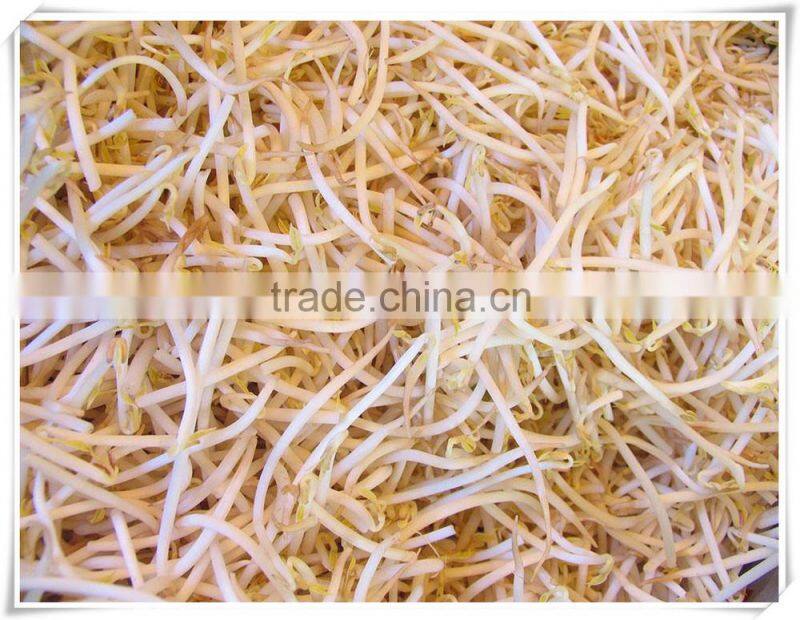 Special Offer New Bulk Canned Mung Bean Sprouts with good price