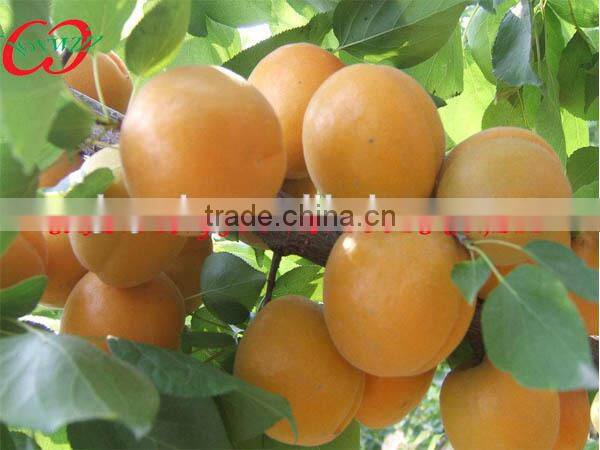 China Canned fruit in syrup, canned apricots halves/half in light syrup