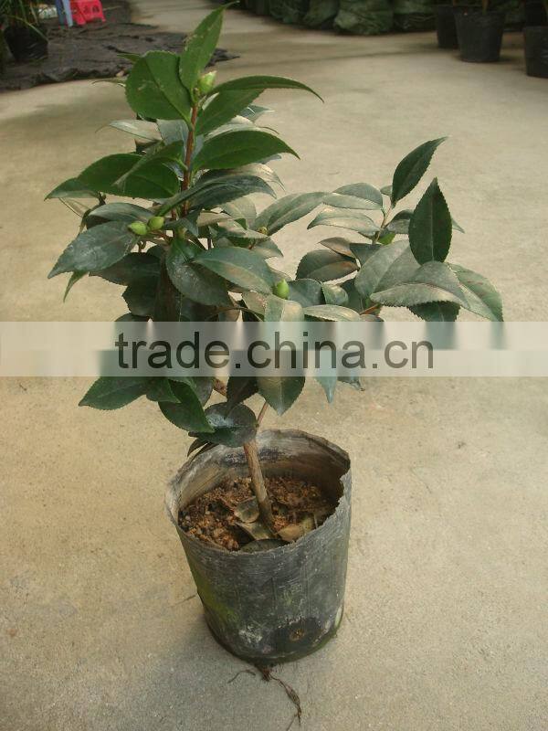 Indoor colors flowers bonsai --Camellia japonica
