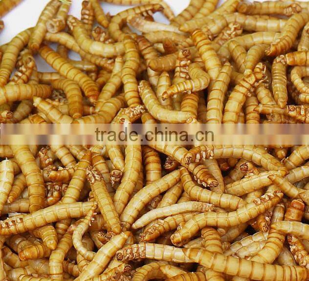 2.8 cm Reptiles Pet Food Dried Mealworms;China Products Dried Mealworms