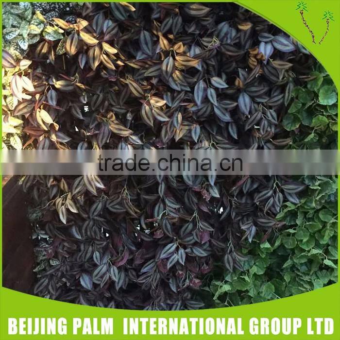 High Quality Decor Vertical Garden Modules Interior Decoration For Gardon Ornaments