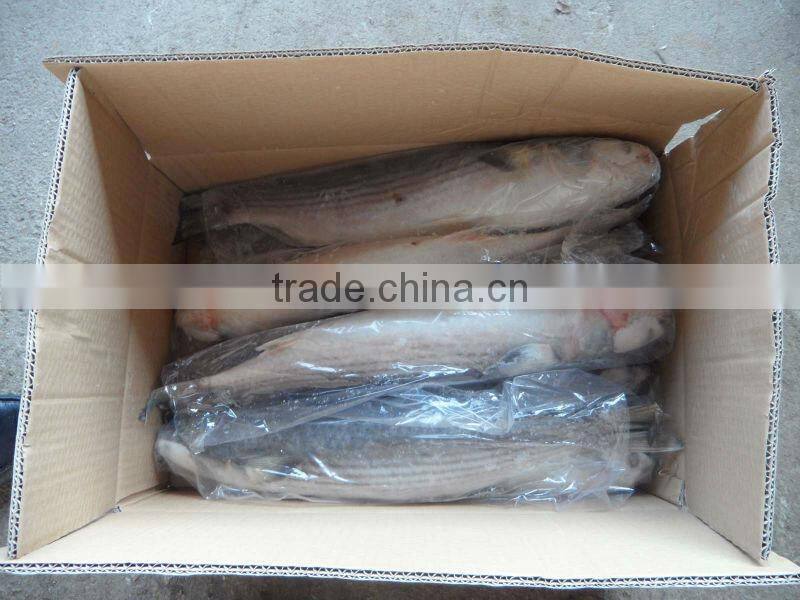 frozen whole round mullet(mugil cephalus)