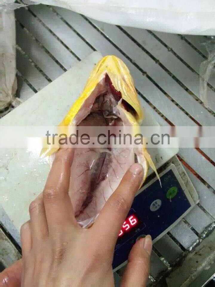 frozen yellow croaker on sale IQF 400-500g ,IWP