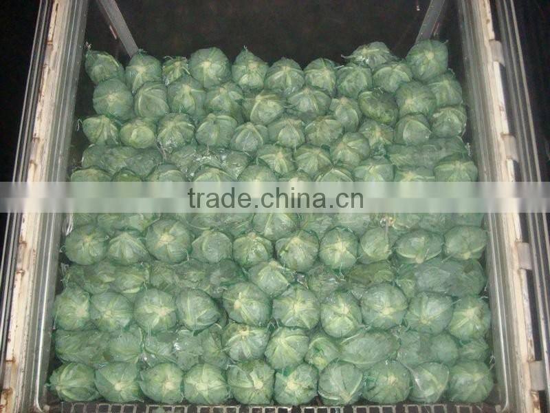 VIETNAM FRESH CABBAGE