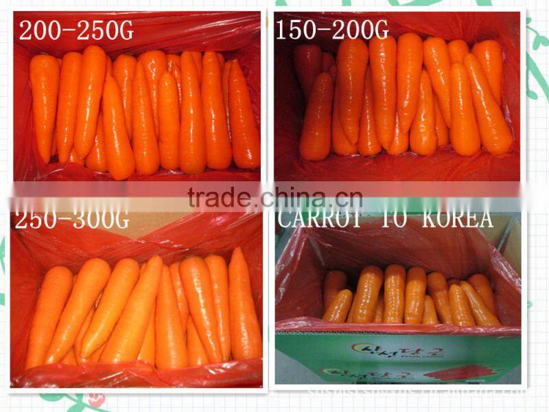 China Bulk Fresh carrot for sale