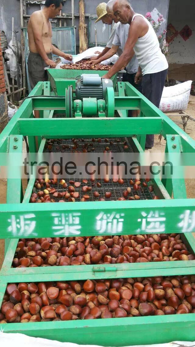 high quality 5kg gunny bag fresh chinese chestnut for Jordan