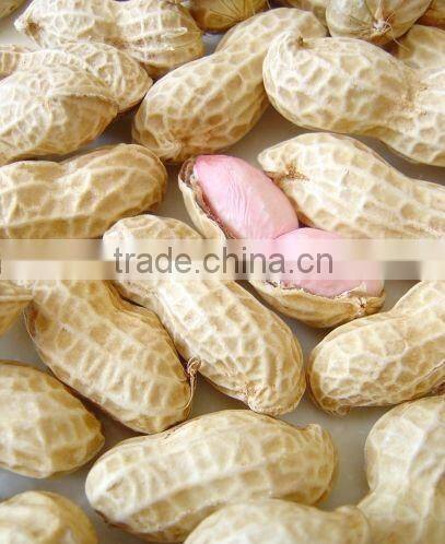 roasted chinese peanut in shell