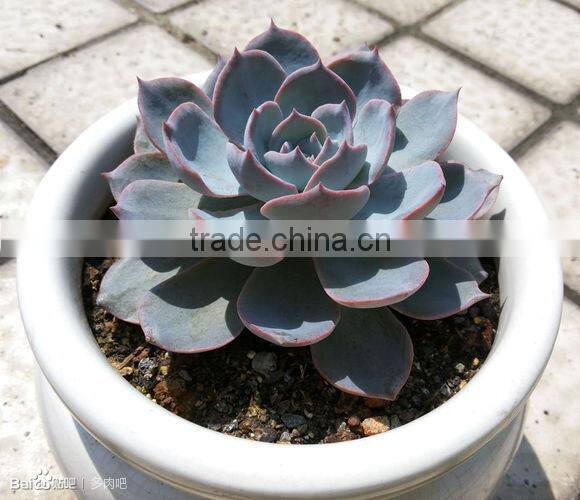 succulent plants Echeveria
