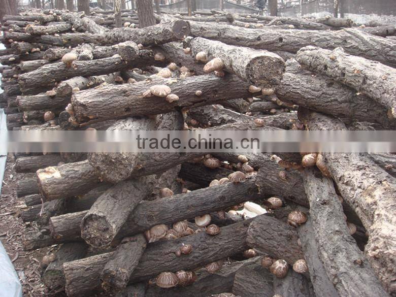 2015 new crop shiitake mushroom ,Top quality Tea flower mushroom