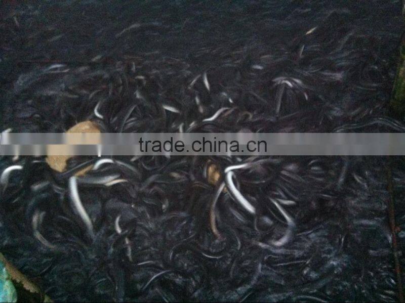 Anguilla eel feed powder