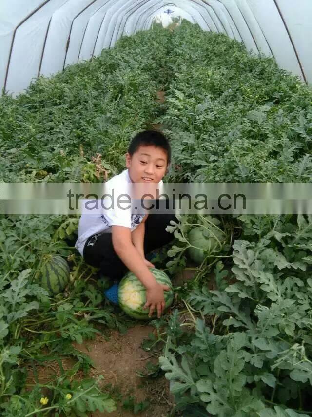 UV protect anti fog Transparent Co extruded PE Cover Film PE mulch film for watermelon greenhouse