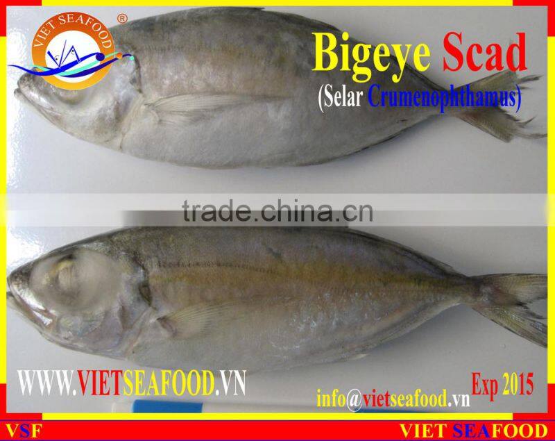 FROZEN BIGEYE SCAD WHOLE ROUND