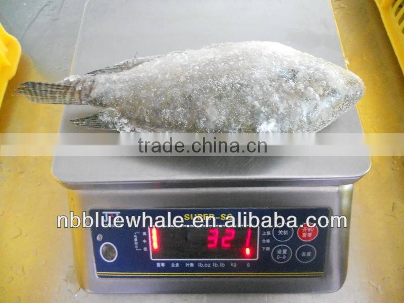 Fresh water black tilapia, IQF Tilapia Fillets
