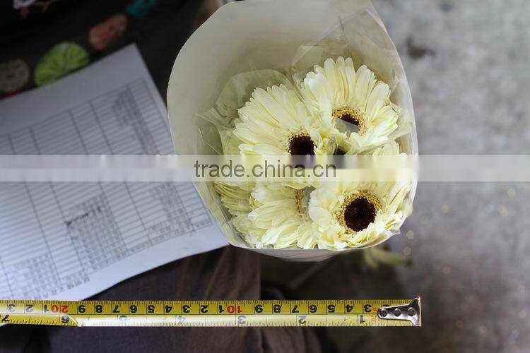 Various hot-sale flower single stem gerbera