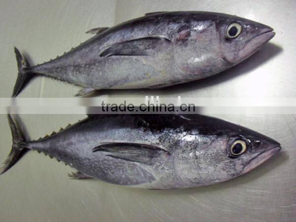 frozen big eye tuna/bigeye tuna fresh seafood