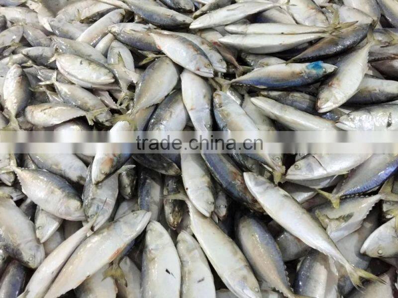Frozen Indian Mackerel