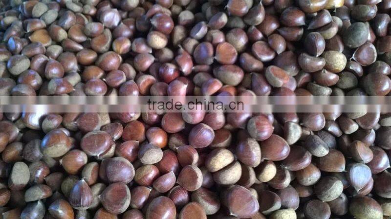2015 new crop Fresh chesnuts
